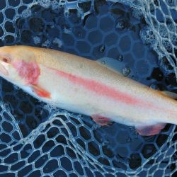 持ち帰りぴったりサイズをキャッチ！ ～フィッシングパーク高島の泉～